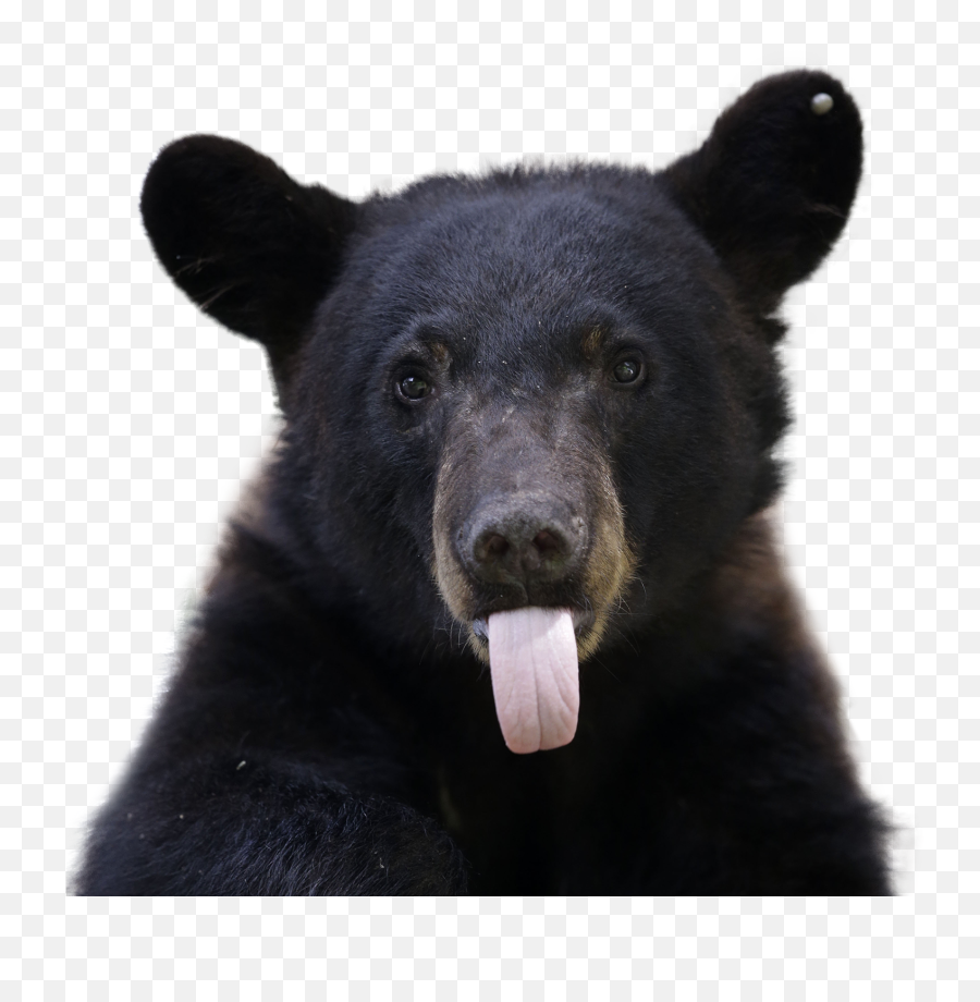 The Black Bear Population Is Growing In Emoji,Black Bear Png