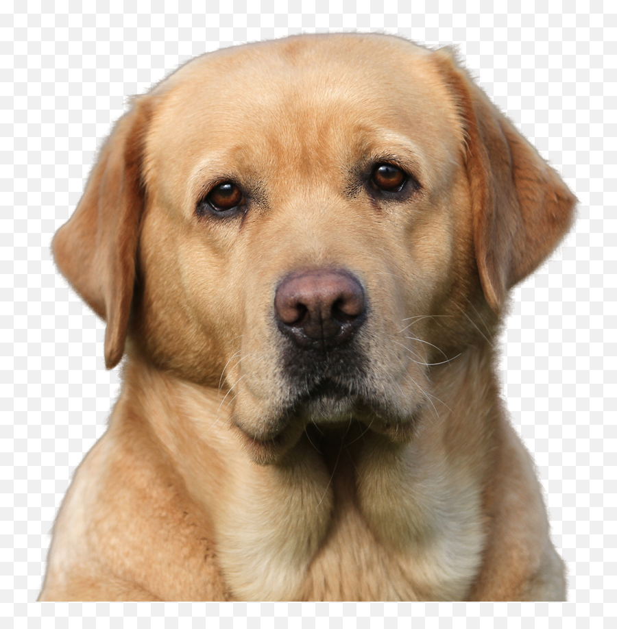 Labrador Vector Clipart Images Gallery F 1299806 - Png Labrador Png Emoji,Golden Retriever Clipart