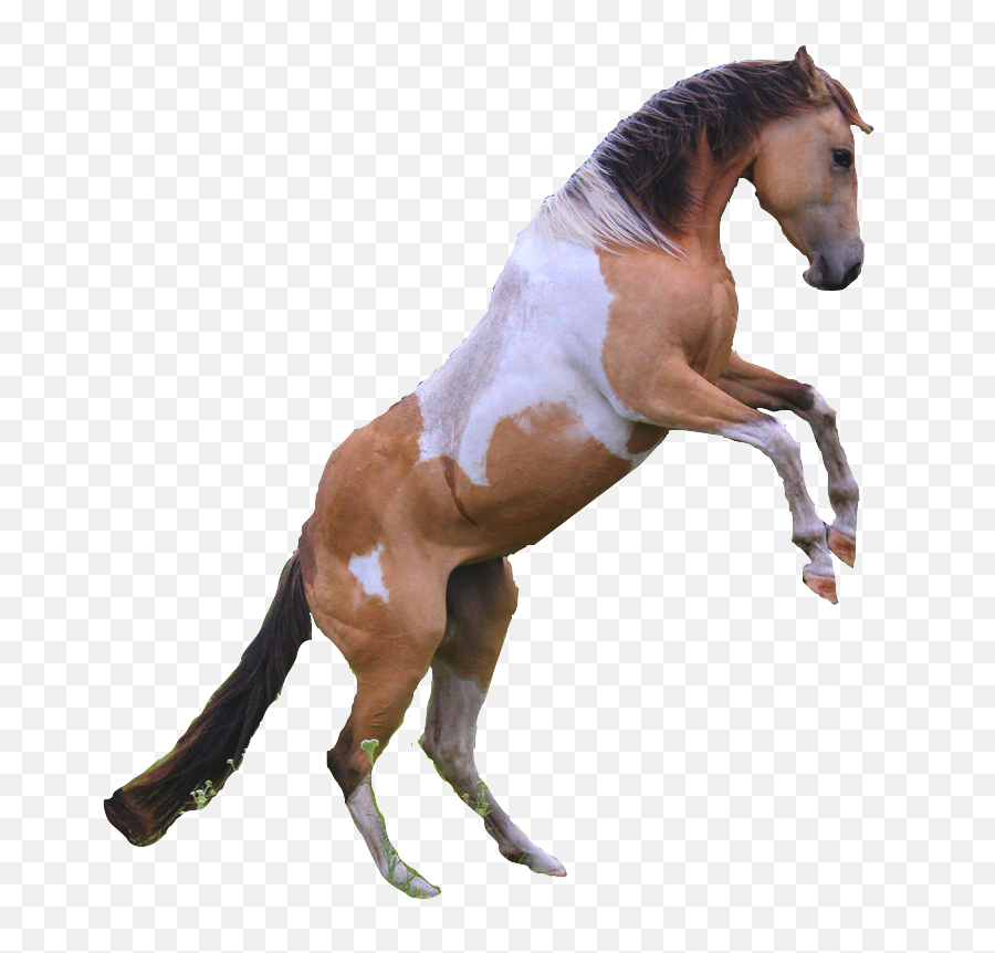 Download Horses Transparent Rearing - Horse Full Size Png Horse Rearing Transparent Background Emoji,Horse Png
