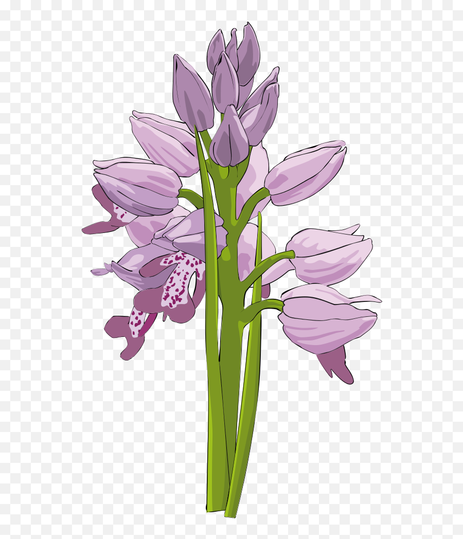 Download Free To Use U0026 Public Domain Orchid Flower Clip Art - Purple Clipart Orchids Emoji,Free Public Domain Clipart