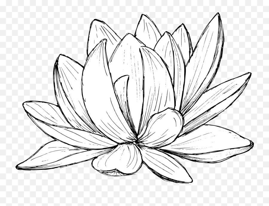 Lotus Drawing Vector Eps Svg Png Transparent Onlygfxcom - Lotus Drawing Png Transparwnt Emoji,Lotus Flower Transparent Background