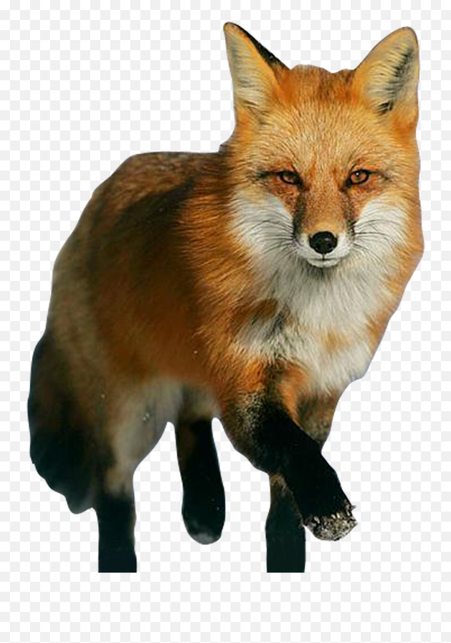 Fox Png Transparent Png Image - Red Fox Png Emoji,Fox Png