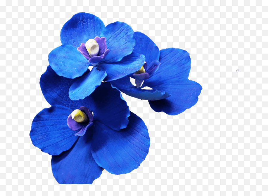 Dark Blue Flowers Transparent Full Size Png Download Seekpng Emoji,Blue Flower Transparent Background