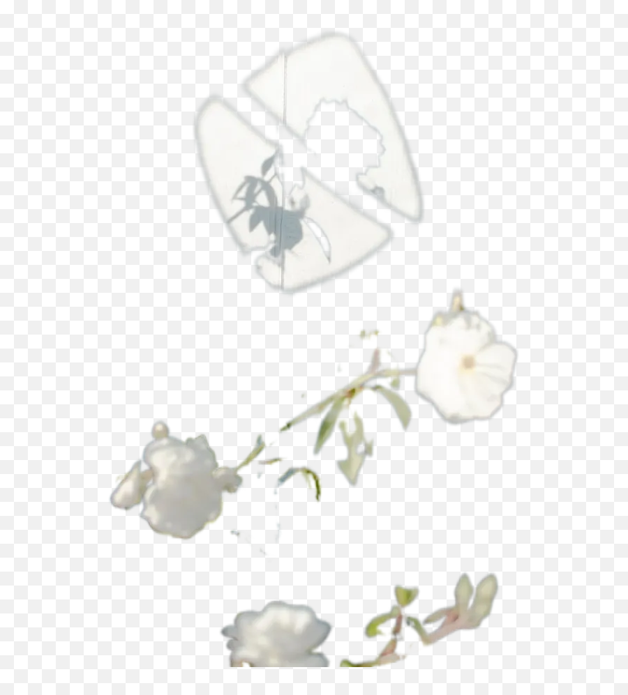 Blooming White Rose Flowers Transparent Background Free Emoji,White Rose Transparent Background