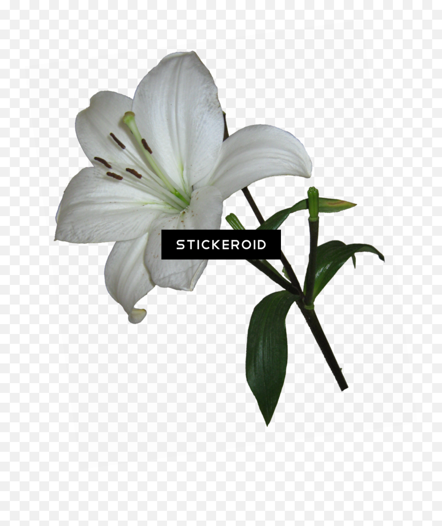 Lily Flower - White Lily Transparent Background Clipart Emoji,Lily Clipart Black And White