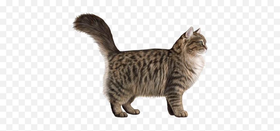 Siberian Facts - Wisdom Panel Cat Breeds Emoji,Cat Tail Transparent