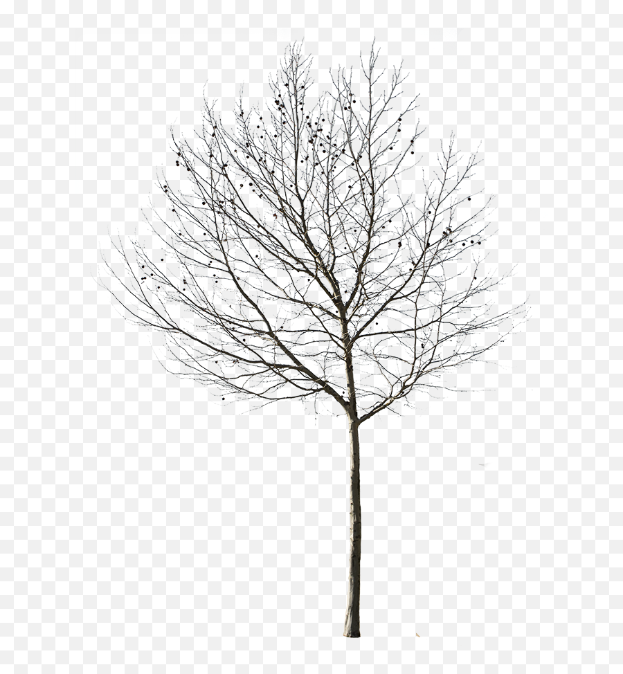 Library Of Winter Tree Clip Art Transparent Png Files Clipart Art 2019 - Tree Winter No Background Emoji,Tree Transparent