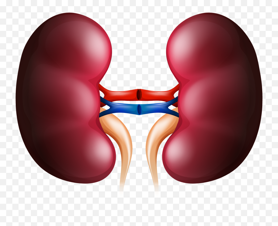 Kidney Huge Freebie Download For - Kidney Clipart Emoji,Kidney Clipart