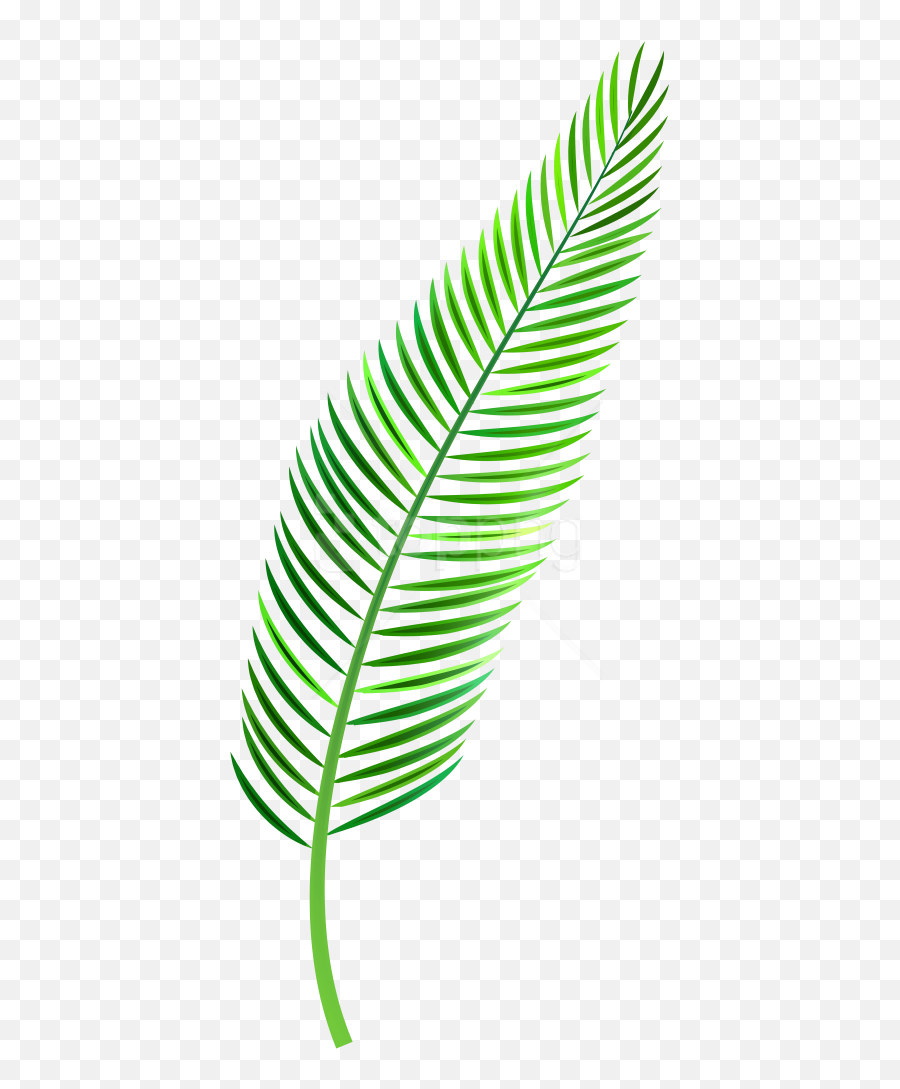 Free Png Palm Leaf Png Images Transparent - Palm Leaves Palm Watercolor Leaf Png Emoji,Jungle Leaves Png