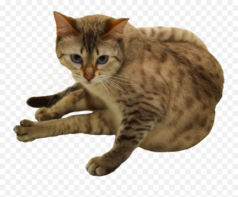 180 Cats Png Images Are Free To Download - Transparent Background Tabby Cat Png Emoji,Cats Png