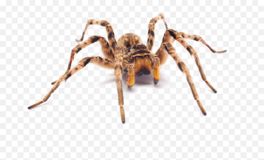 Spider Png Image With Transparent Background - Camel Spider Realistic Spider Transparent Background Emoji,Transparent Background Png