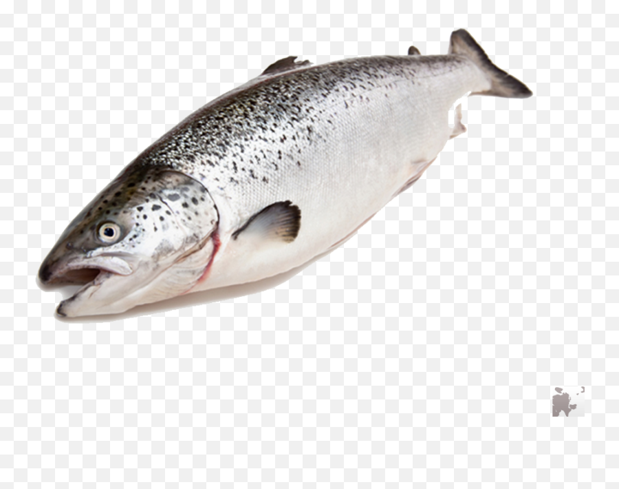 Vietnam Dried Salmon Fish Skinsalmon Fish Skin For Snack Emoji,Salmon Transparent Background