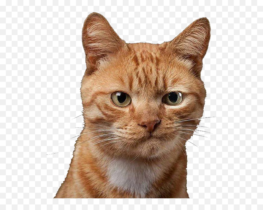 Home - Spaymart Emoji,Orange Cat Png