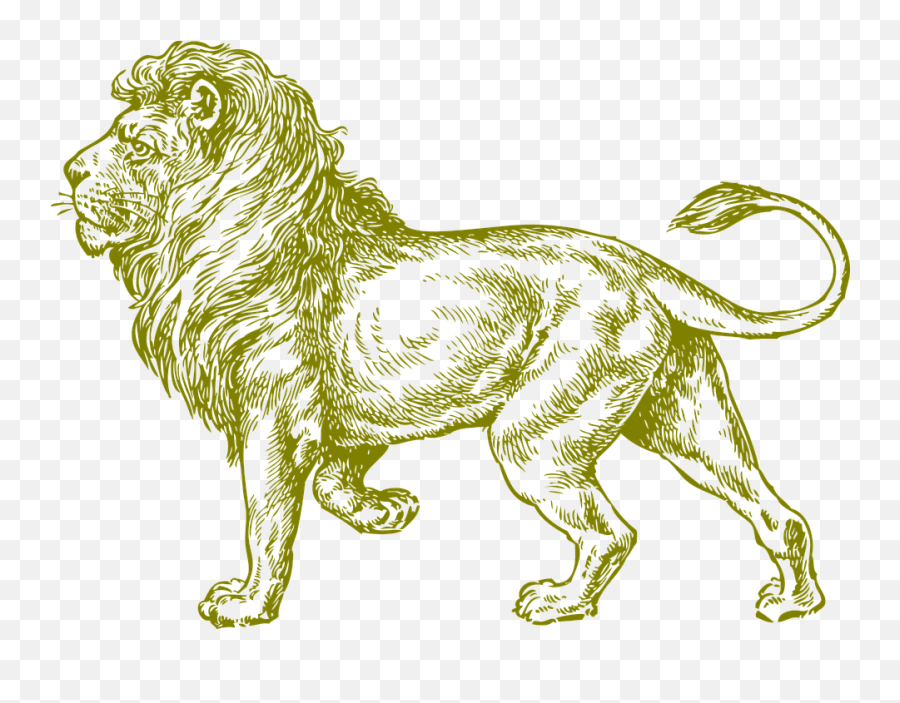Lion Wildcat Africa - Free Vector Graphic On Pixabay Drawing Lion Png Emoji,Wildcat Clipart