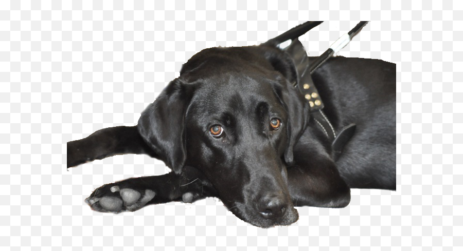Black Lab Guide Harness No Background - Ksds Assistance Dogs Martingale Emoji,Dog Transparent Background