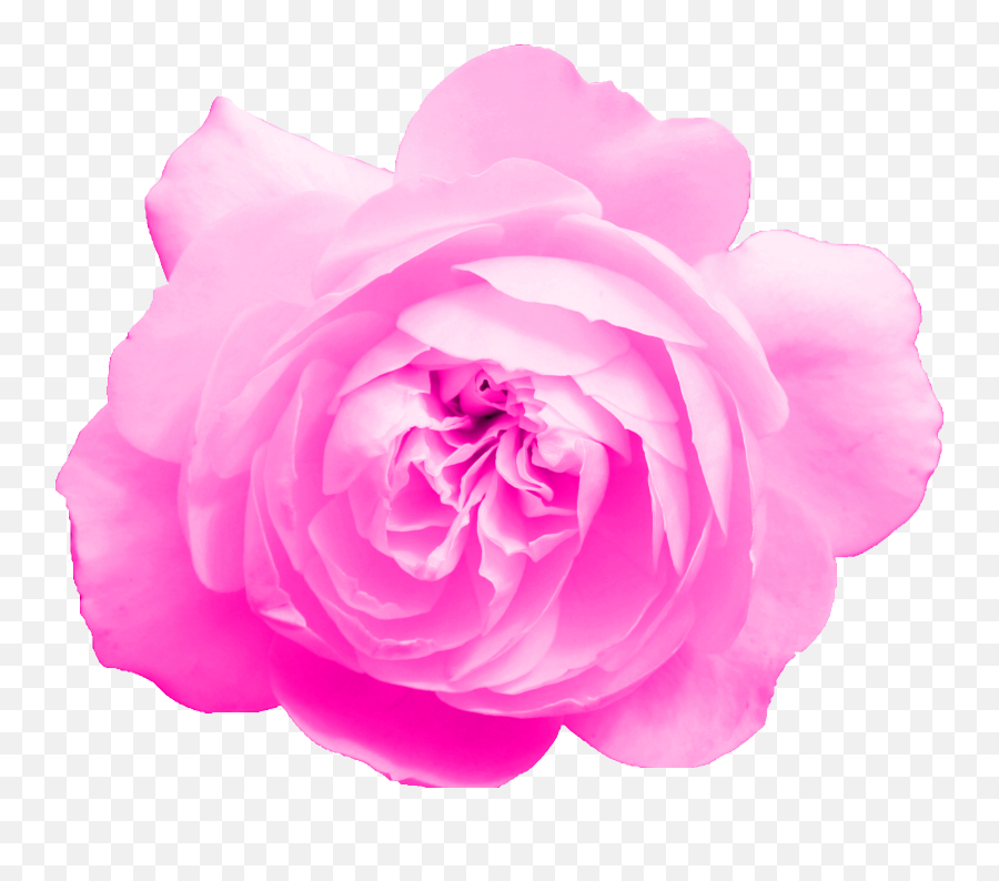 6 Pink Rose Png Transparent Onlygfxcom - Garden Roses Emoji,Pink Flower Png