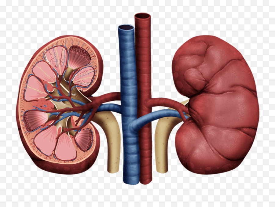 Kidney Health - Kidney Png Emoji,Kidney Clipart