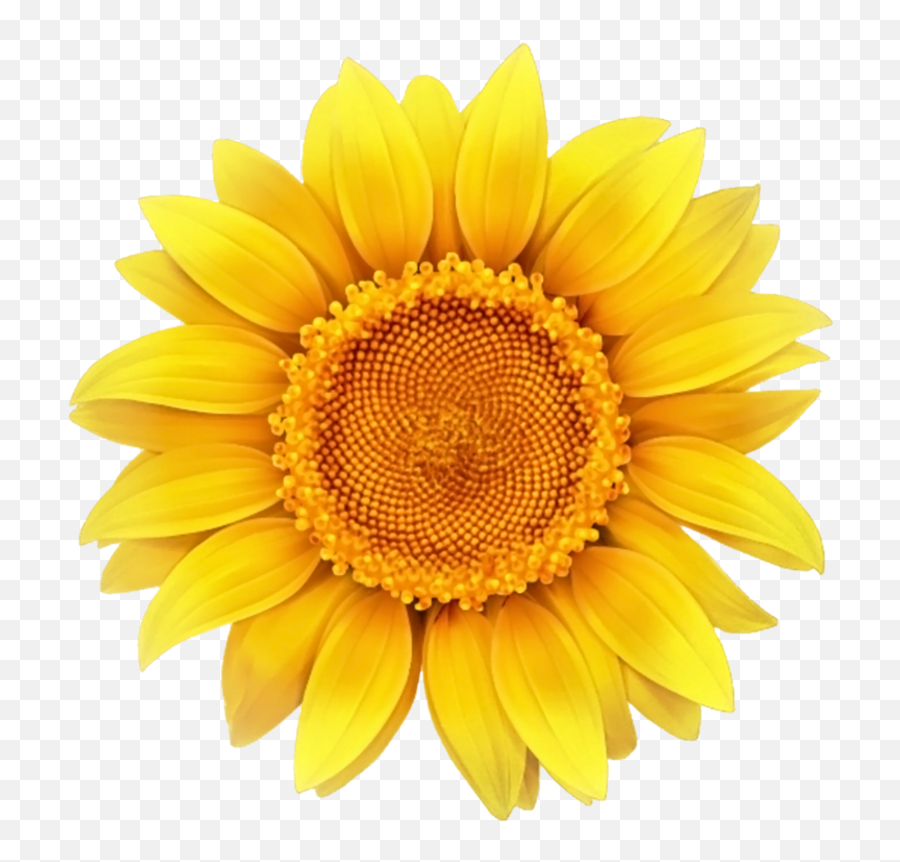 Daisy Sunflower Bloom Flower Border Flowers White Bouqu Emoji,Sunflower Clipart