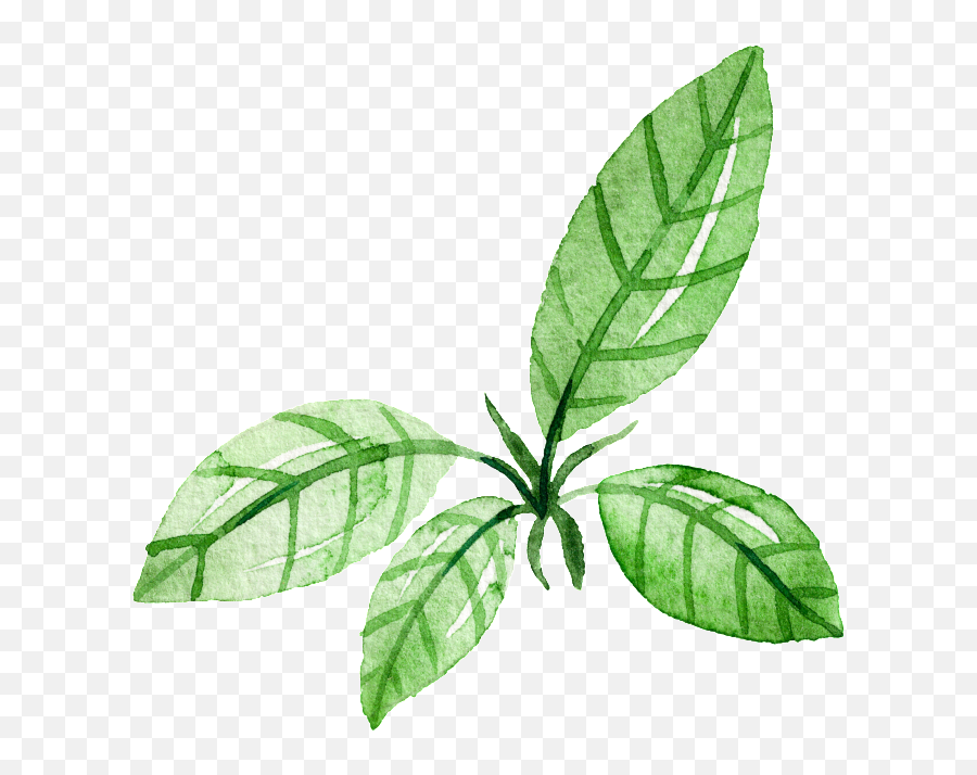 Download Green Leaf Watercolor Hand - Cartoon Transparent Watercolor Leaf Emoji,Hojas Png