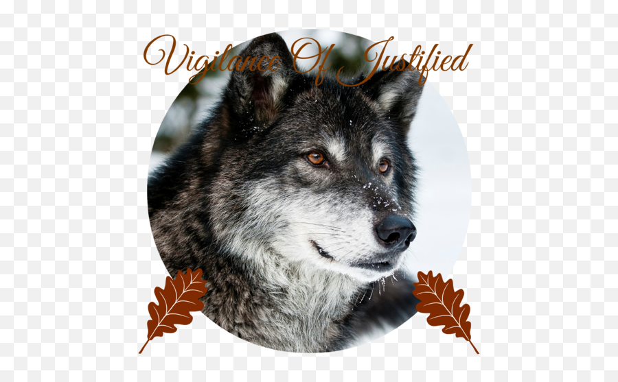 Beautiful Grey Wolf Pillow Case - Black Wolf In Snow Emoji,Wolf Face Png