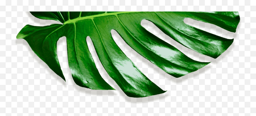 Download Movadex Design Agency Green - Monstera Leaf Border Png Emoji,Monstera Leaf Png