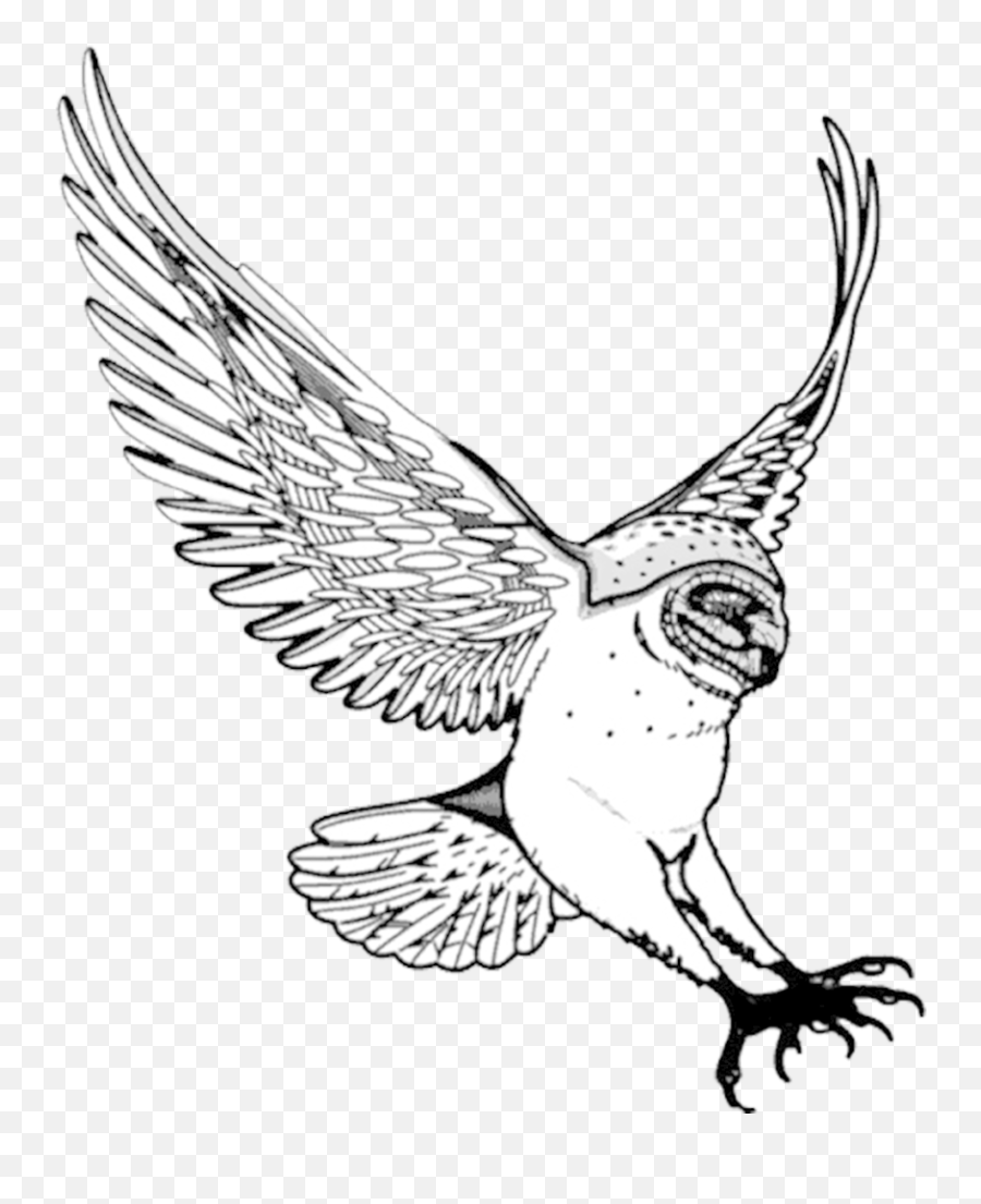 Nursery Drawing Flying - Swooping Owl Clipart Png Download Drawn Flying Owl Png Emoji,Owl Clipart Black And White