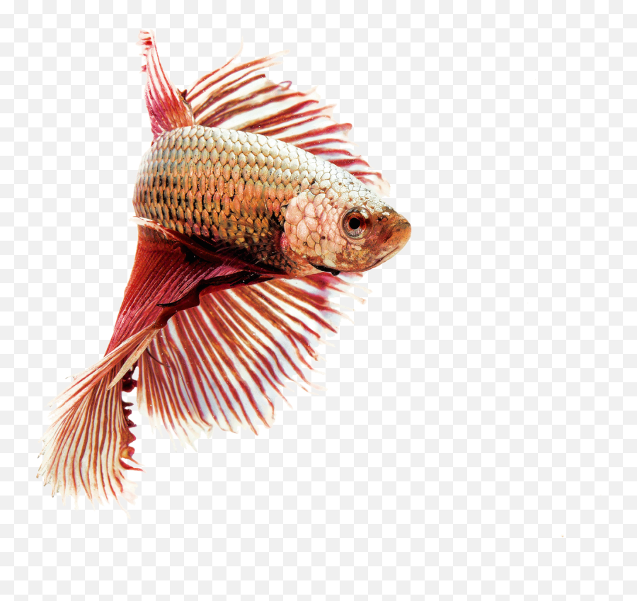 Siamese Fighting Ornamental Fish - Siamese Fighter Transparent Background Emoji,Fish Transparent Background