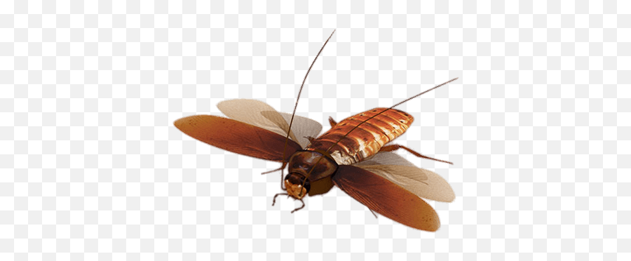Virtual Cockroach Transparent Png - Flying Cockroach Transparent Background Emoji,Cockroach Png