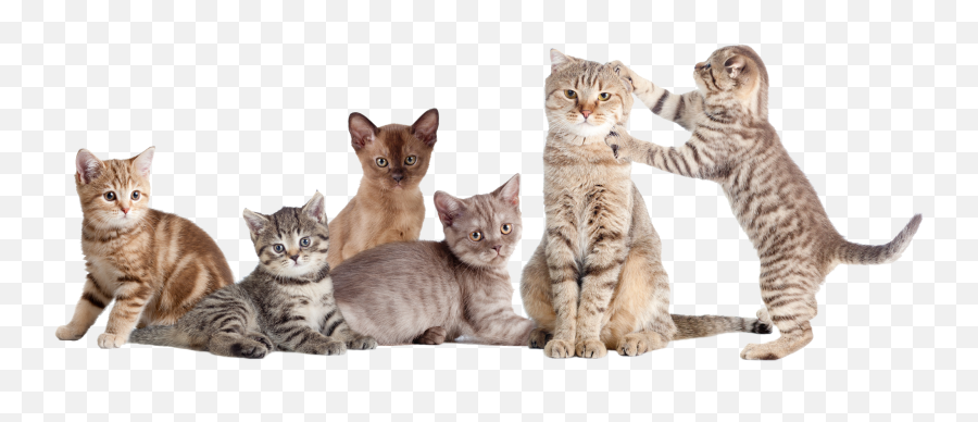 Group Of Cats Transparent Png Image - Group Cats Emoji,Cats Png