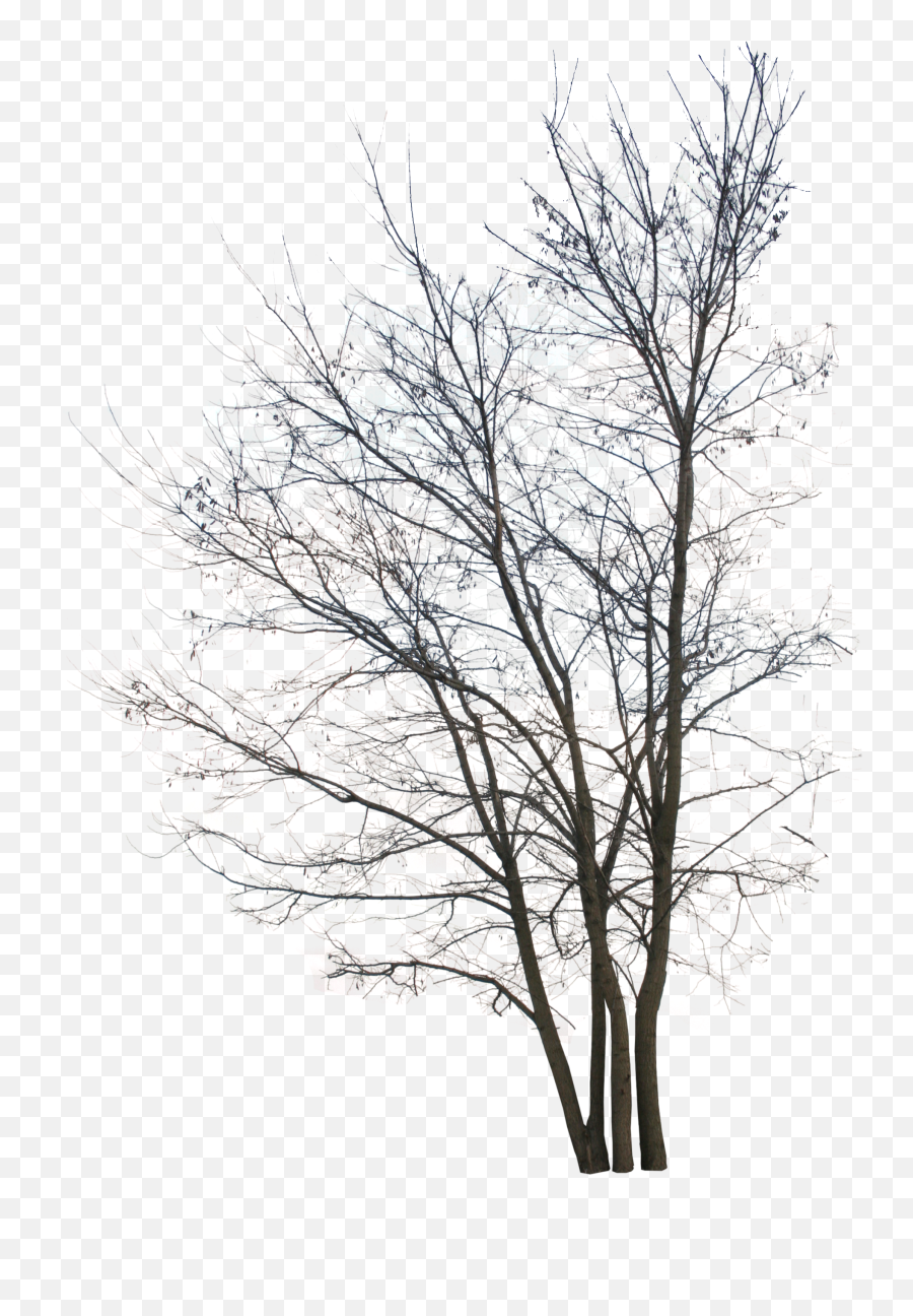 Png Trees U2013 Free Cut Out People Trees And Leaves - Cutout Winter Trees Free Emoji,Winter Png