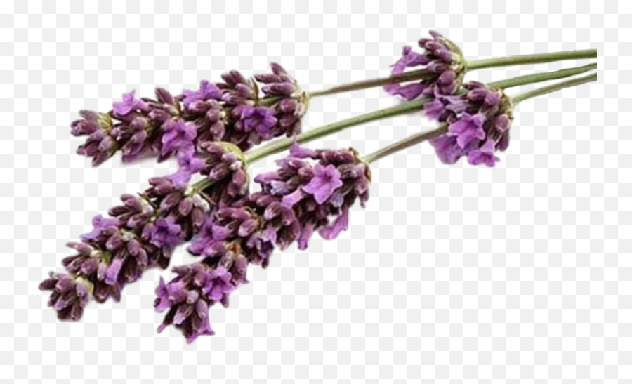 Lavender Purple Flower Butiful Sticker By Lionasonnet Emoji,Purple Flower Transparent Background
