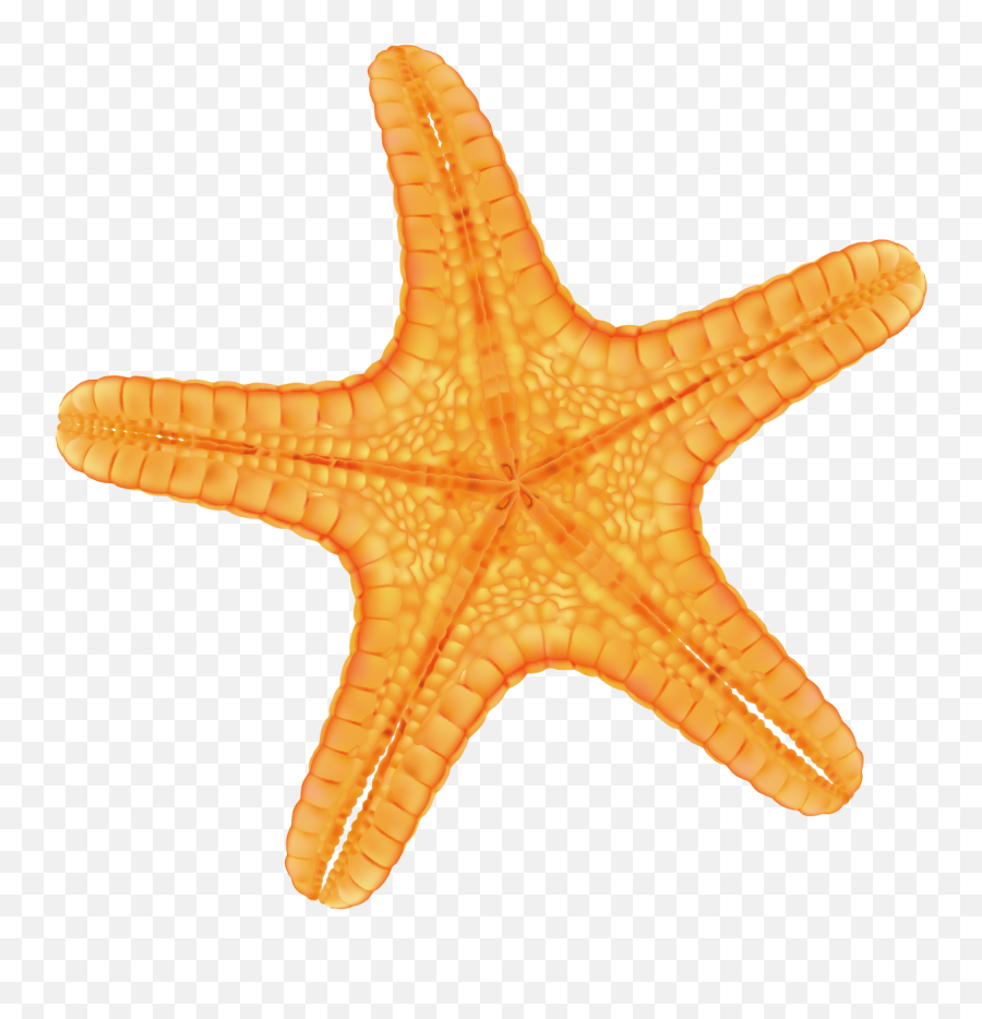 Starfish Red - Hand Painted Yellow Starfish Png Download Emoji,Starfish Clipart Png