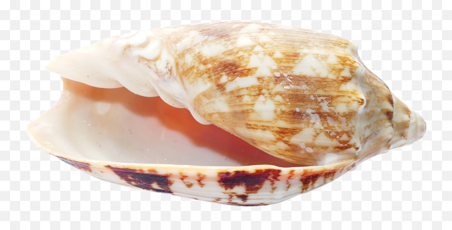 Shells Of Mollusks Are Located On The Bottom Of The Sea - Seashell Emoji,Ocean Png
