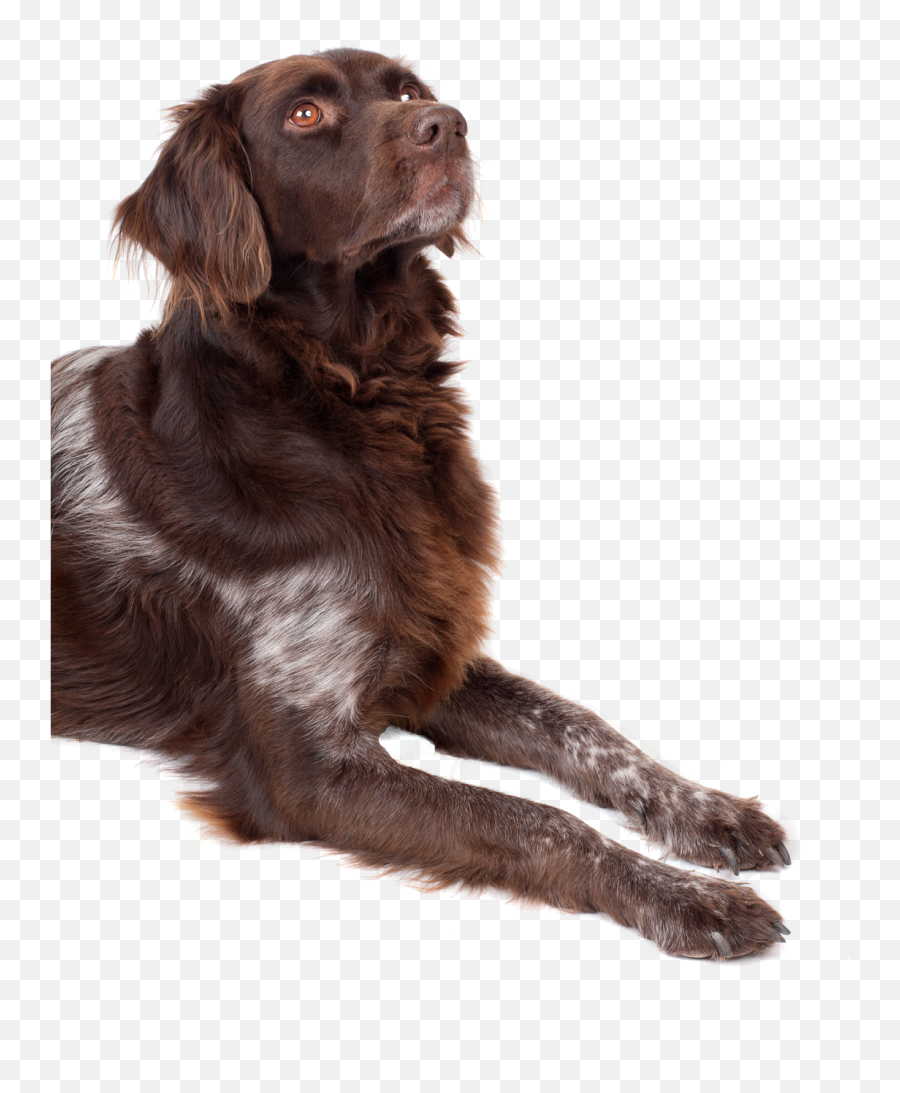 Dog Looking Up Png Image For Free Download - Dog Looking Up Png Emoji,Dog Transparent Background