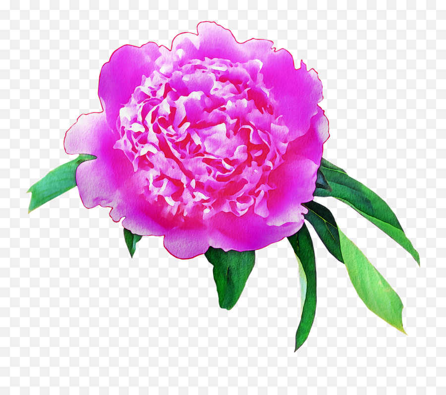 Watercolor Flowers Floral Pink - Free Image On Pixabay Flower Emoji,Watercolor Flower Png
