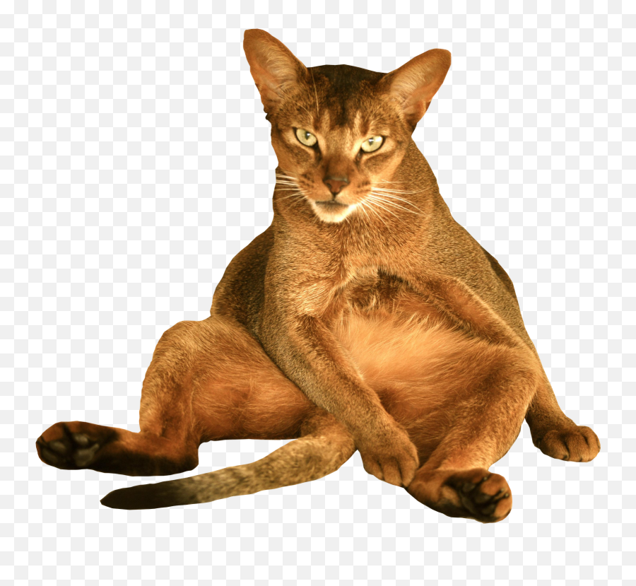 Devil Cat Png Transparent Background Free Download 40361 - Funny Cat Png Transparent Emoji,Cats Png