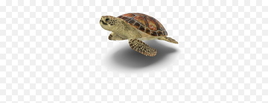 Turtle Transparent Background - Turtle With A Transparent Background Emoji,Turtle Transparent Background
