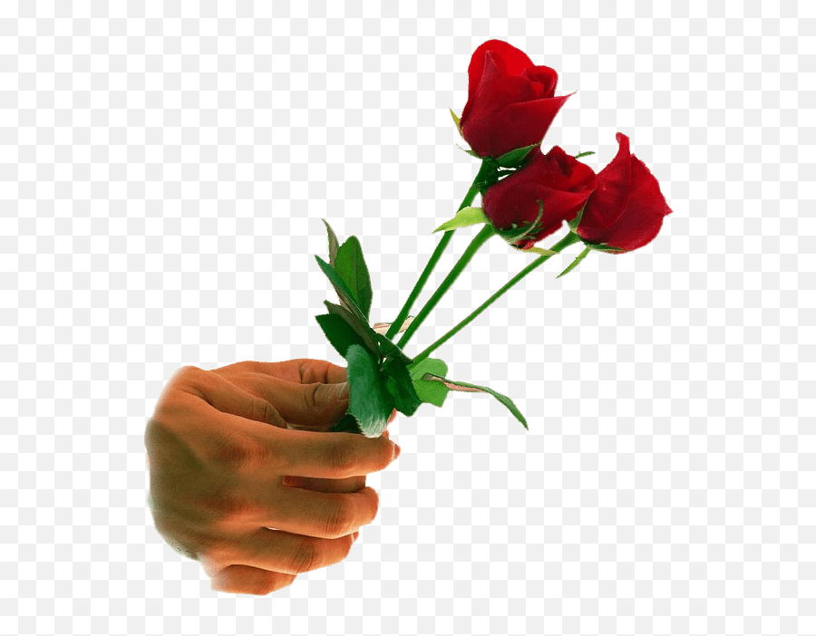 Transparent Rose Png And Clipart - Happy Rose Day 2019 Images Download Emoji,Transparent Wallpaper