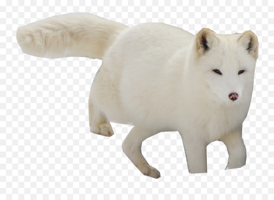 Arctic Snow Fox Png Image - Arctic Fox Emoji,Fox Png