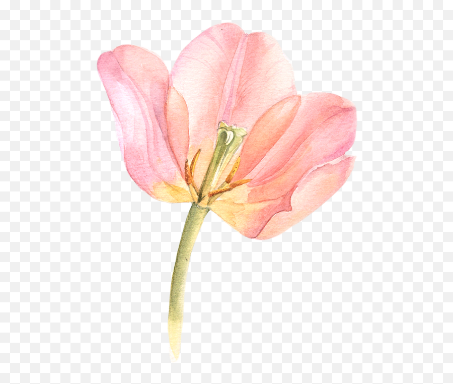 Download Tulip Transparent Watercolor Black And White Emoji,Tulip Png