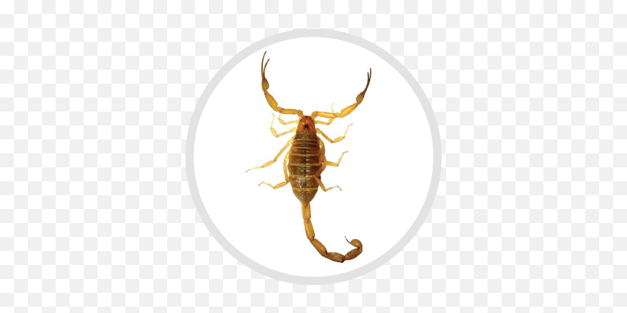 Bark Scorpion - Sexton Pest Control Parasitism Emoji,Scorpion Png