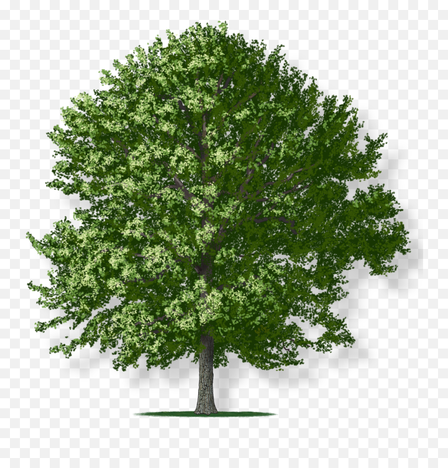 Chestnut Oak Tree Montgomery - Chestnut Oak Emoji,Oak Tree Png