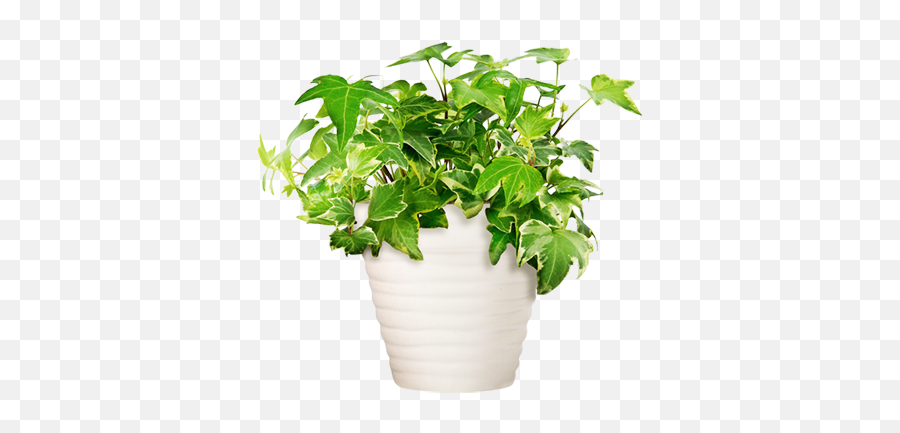 Transparent Potted Plants Png - Potted Plant Transparent Emoji,Plant Png