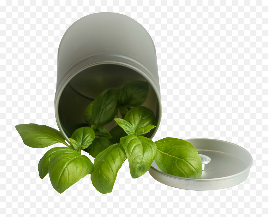Basil Leaf Pot Png Image For Free Download - Basil Plant Clipart Transparent Background Emoji,Pot Leaf Png