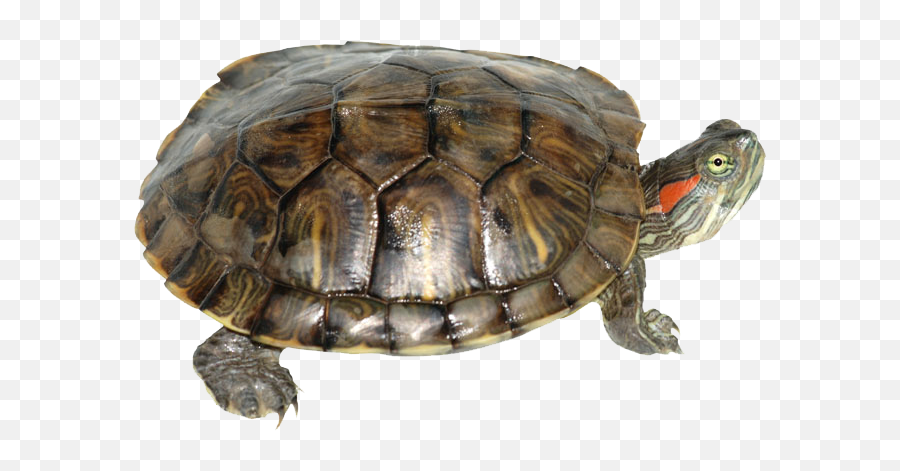 Box Turtle Transparent Hq Png Image - Red Eared Slider Turtle Care Emoji,Turtle Transparent Background