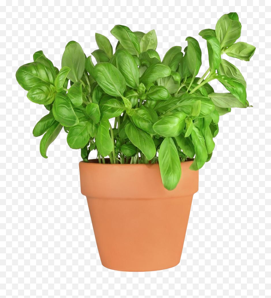 Fresh Basil Leaf Pot Transparent Png Png Mart - Basil Plant Transparent Emoji,Pot Leaf Transparent