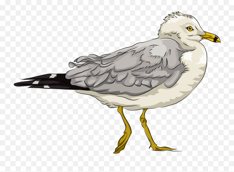 Free Seagull Cliparts Png Images - Caspian Gull Emoji,Seagull Clipart