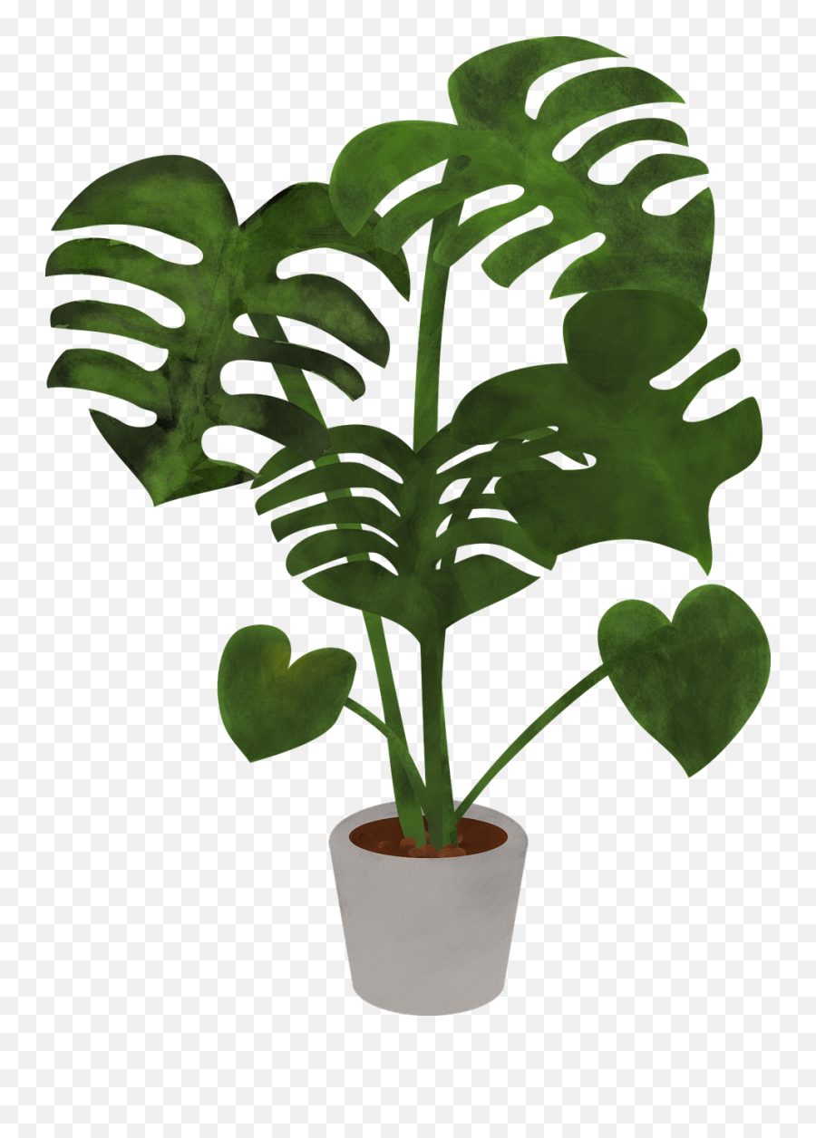 Monstera Plant Leaves - Monstera Emoji,Monstera Leaf Png