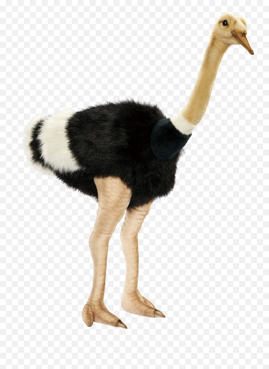 Ostrich Png Picture - Transparent Background Transparent Animals Emoji,Transparent Animals