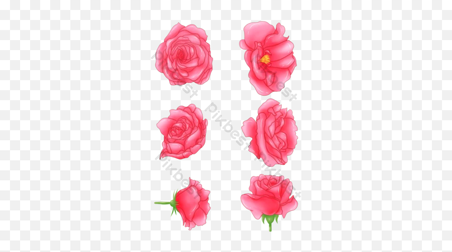 Watercolor Rose Png Templates Free Psd U0026 Png Vector Emoji,Pink Roses Png